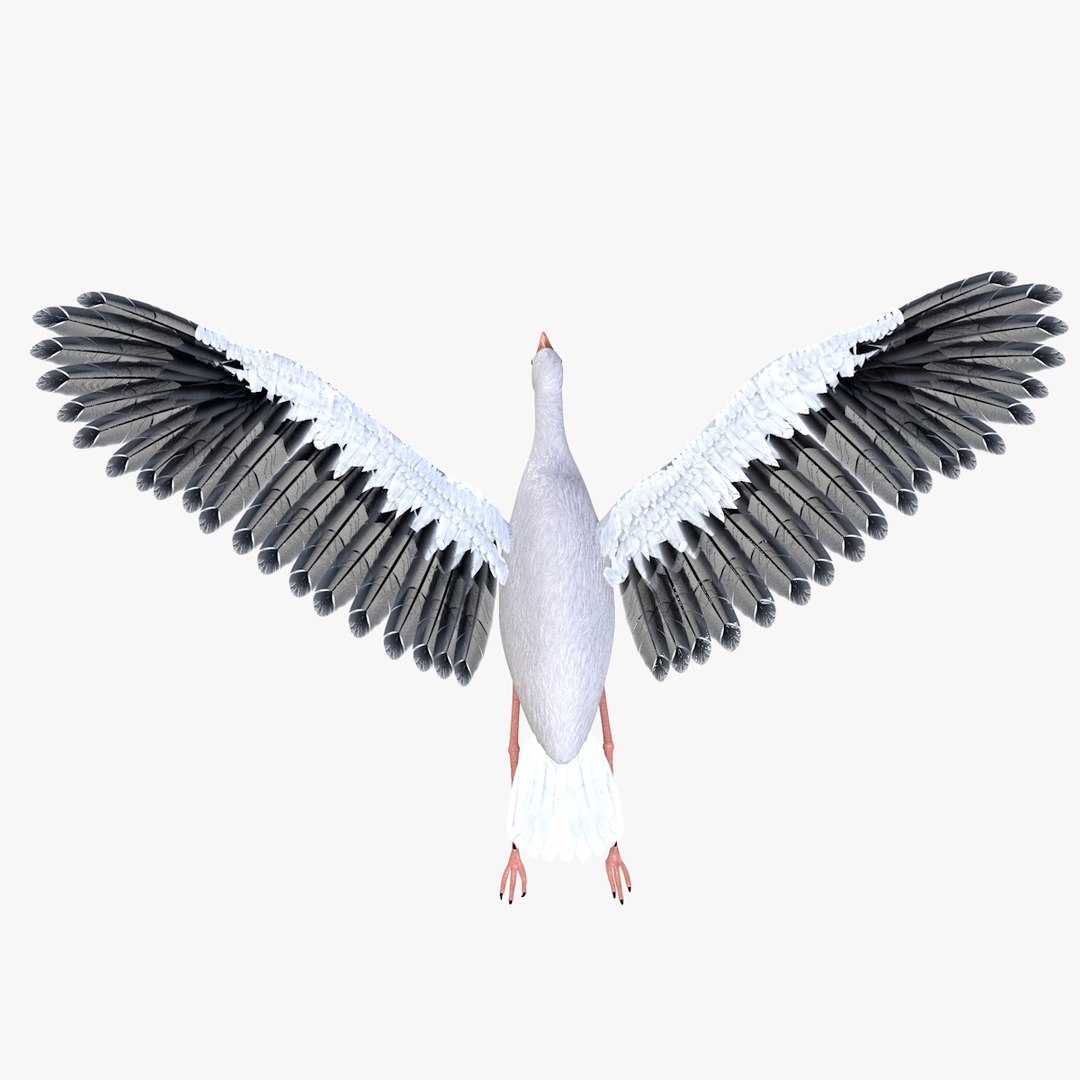 3D Bird Stork Model - TurboSquid 1536961
