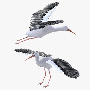 Stork Bird Rigged