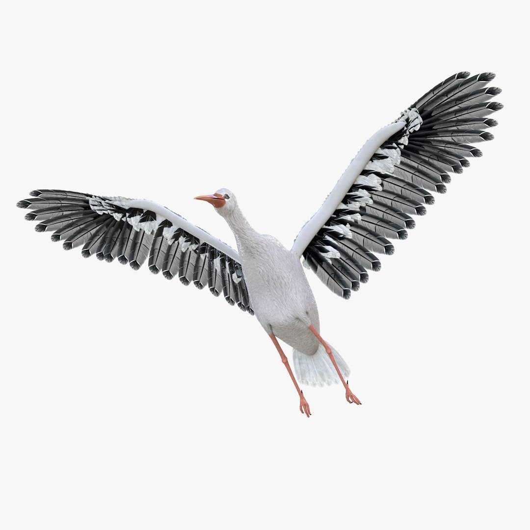 3D Bird Stork Model - TurboSquid 1536961