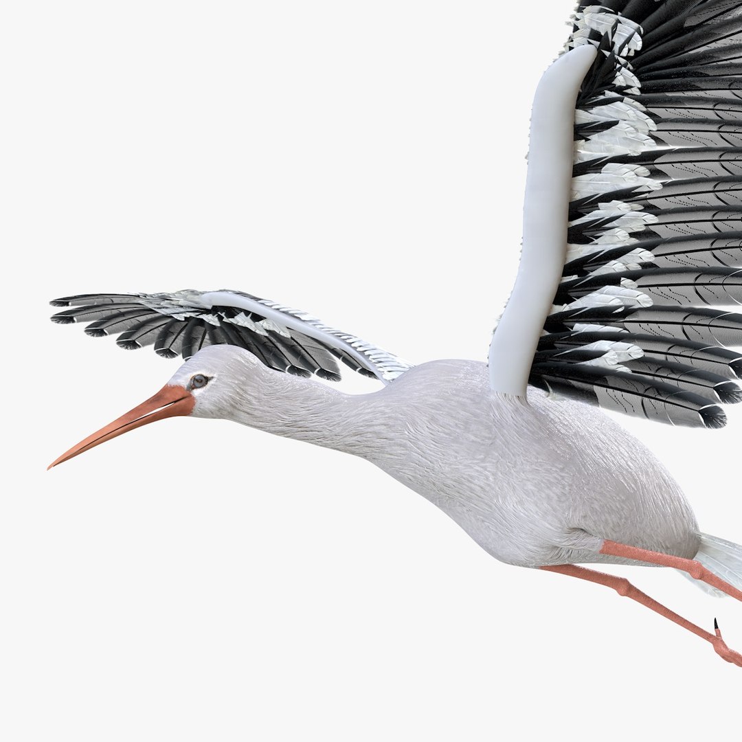 3D Bird Stork Model - TurboSquid 1536961