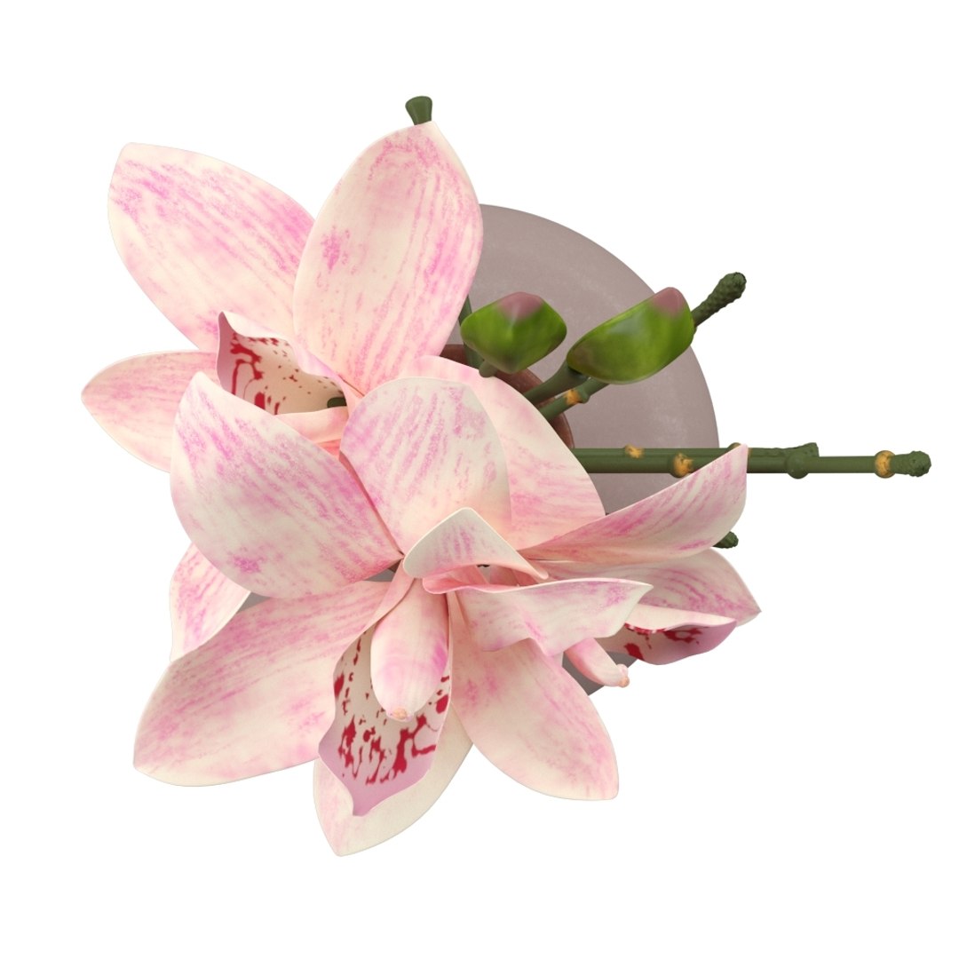 3D cymbidium orchid floral https://p.turbosquid.com/ts-thumb/Gb/ApTrPD/oAT6YWUw/final_renderbhtad2of/jpg/1549888678/1920x1080/fit_q87/ce55b84705af15f3144bd83df88d09550c9b17a4/final_renderbhtad2of.jpg