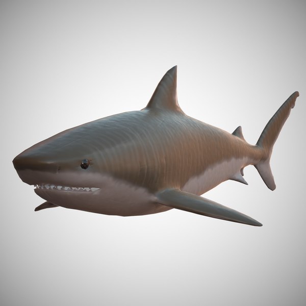 Tubarão-tigre Modelo 3d