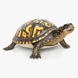 Box Turtle Animated