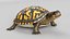 Box Turtle Animated 3D