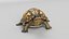 Box Turtle Animated 3D