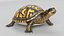 Box Turtle Animated 3D