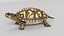 Box Turtle Animated 3D