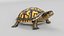 Box Turtle Animated 3D