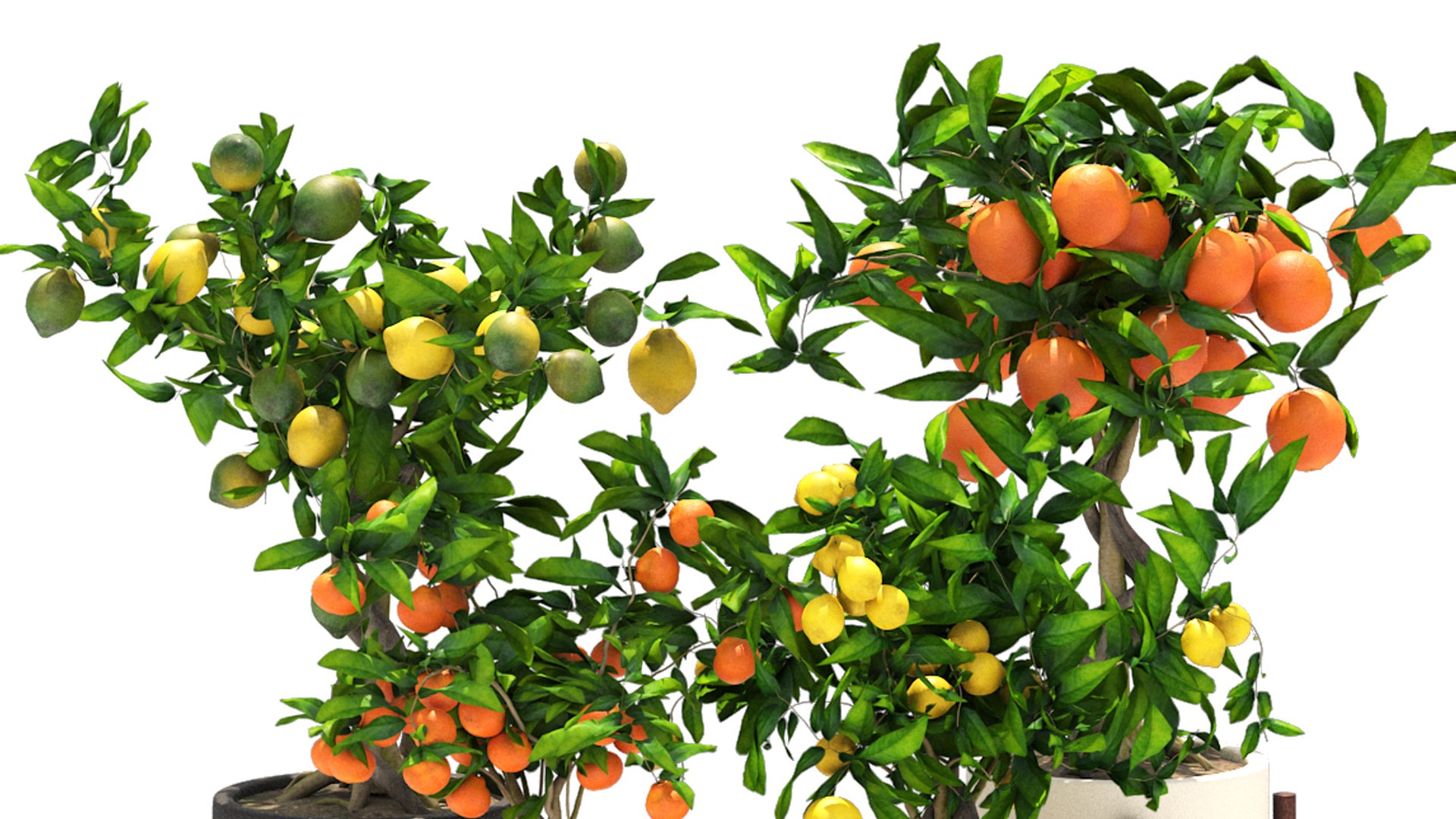 Collection of plants 002 lemons and oranges trees 3D model https://p.turbosquid.com/ts-thumb/Gb/UE3lJ6/4C/3/jpg/1664231185/1920x1080/fit_q87/17c1aaa157cb40dbed323d072a36ed53f1e7b863/3.jpg