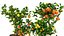 Collection of plants 002 lemons and oranges trees