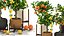 Collection of plants 002 lemons and oranges trees