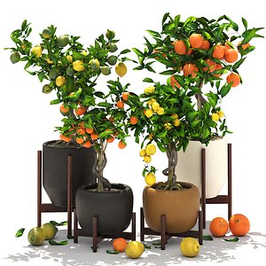 Collection of plants 002 lemons and oranges trees 3D model