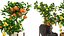 Collection of plants 002 lemons and oranges trees