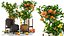 Collection of plants 002 lemons and oranges trees