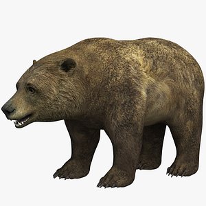 3D model bear animal beast
