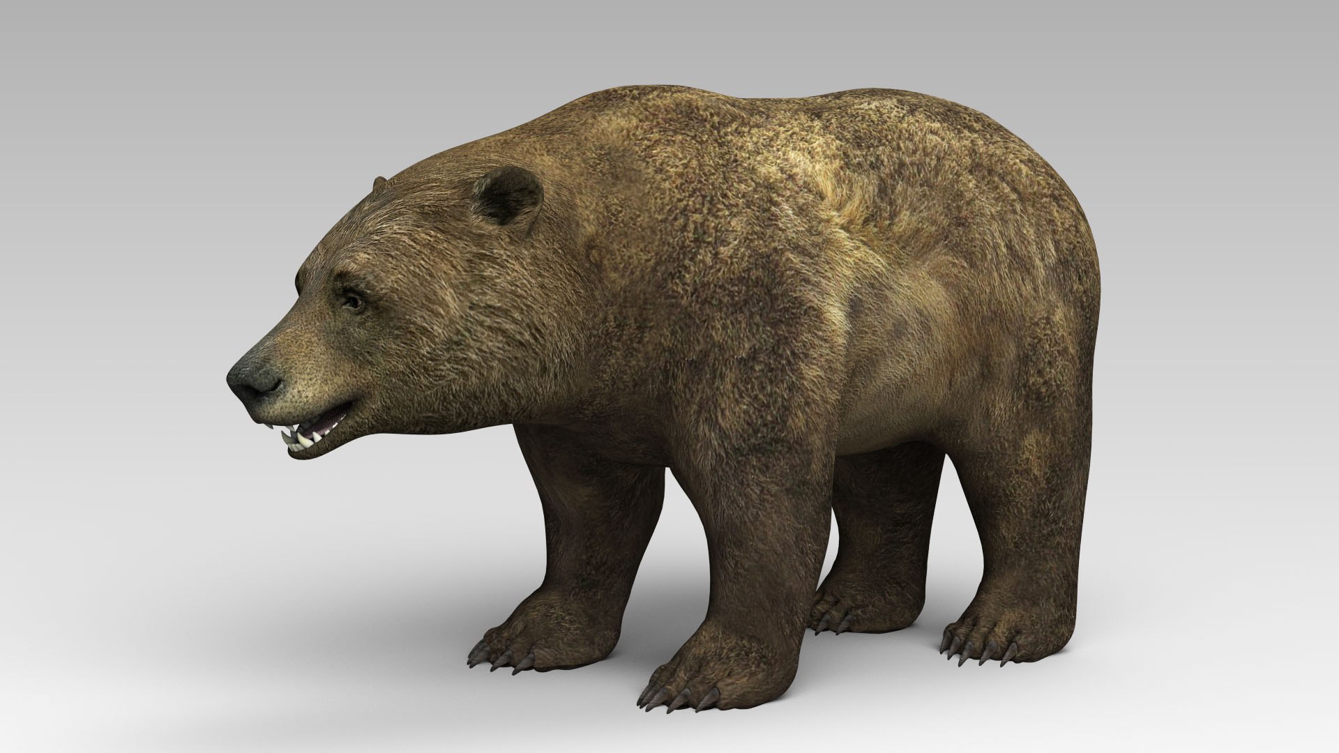 3D Model Bear Animal Beast - TurboSquid 1477651