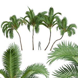 New Plant High detail Areca Catechu Medium 3D