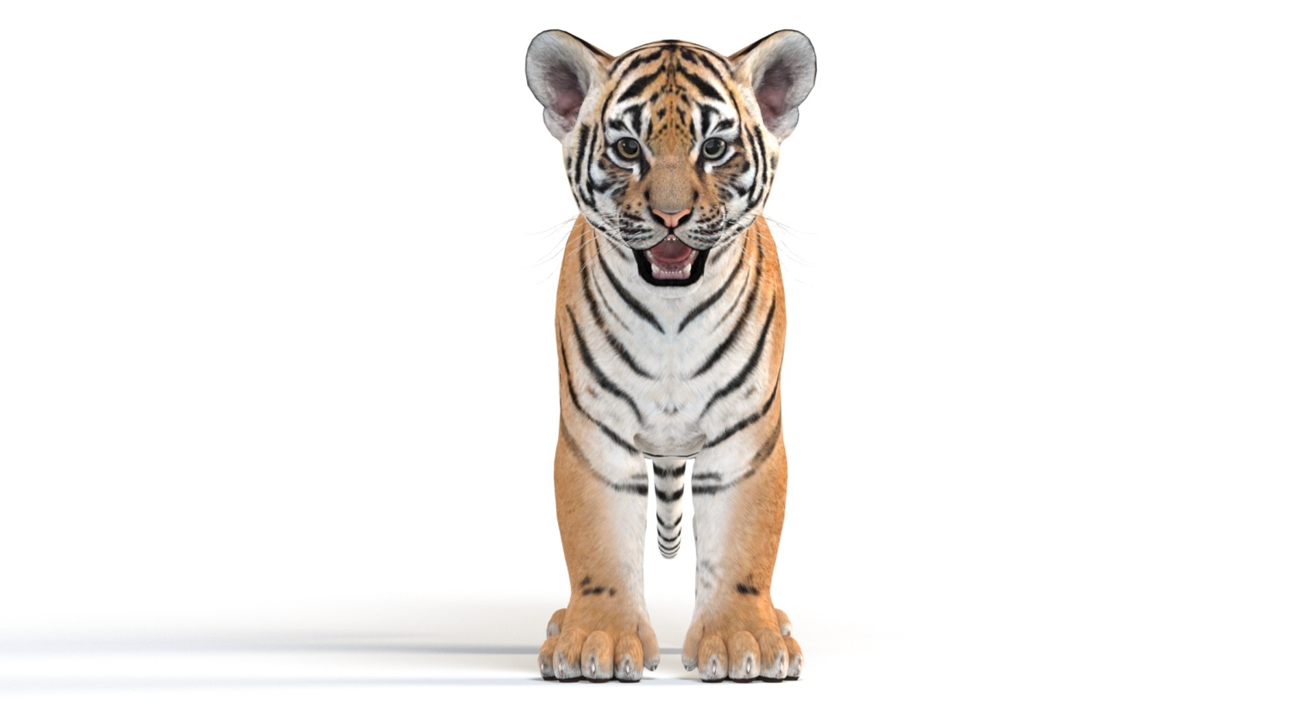 3D tiger animal mammal https://p.turbosquid.com/ts-thumb/Gb/nWqyOd/0EpMjEwC/tigercub3dmodelarnold13/jpg/1560501419/1920x1080/fit_q87/498975ac427fafb31c505491bd266f873e5292a4/tigercub3dmodelarnold13.jpg