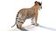 Tigre bebé