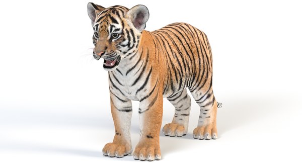 Filhote de tigre Modelo 3d