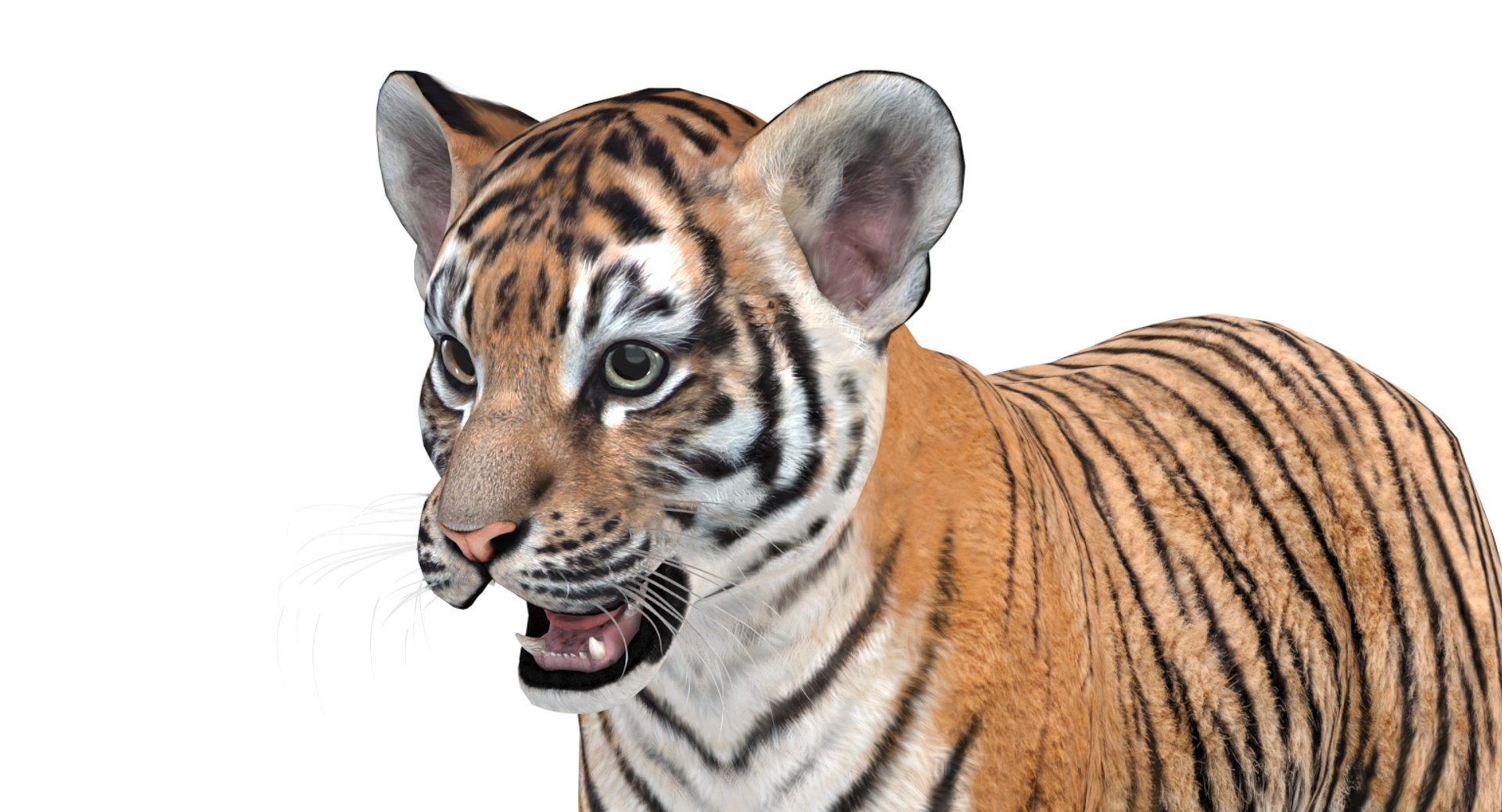 3D tiger animal mammal https://p.turbosquid.com/ts-thumb/Gb/nWqyOd/Jq9ISCbh/tigercub3dmodelarnold09/jpg/1560501419/1920x1080/fit_q87/12a4662f770879546d6f00b628ac30d3cbdeb8a7/tigercub3dmodelarnold09.jpg