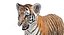 Tigre bebé