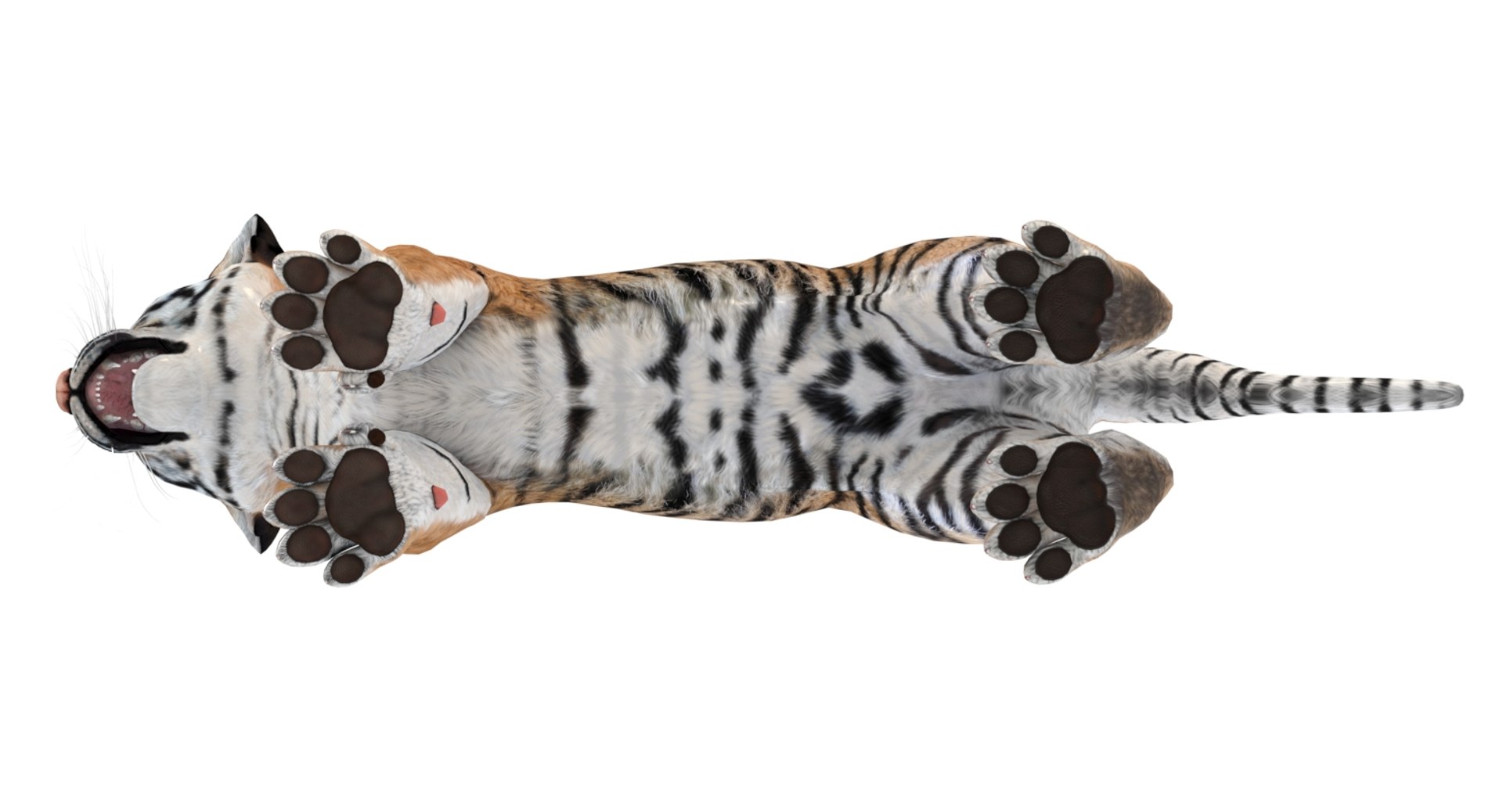 3D tiger animal mammal https://p.turbosquid.com/ts-thumb/Gb/nWqyOd/UrlIsSIv/tigercub3dmodelarnold12/jpg/1560501419/1920x1080/fit_q87/77399cf6ed302a22f7360e6c12298c0fb57d83fd/tigercub3dmodelarnold12.jpg