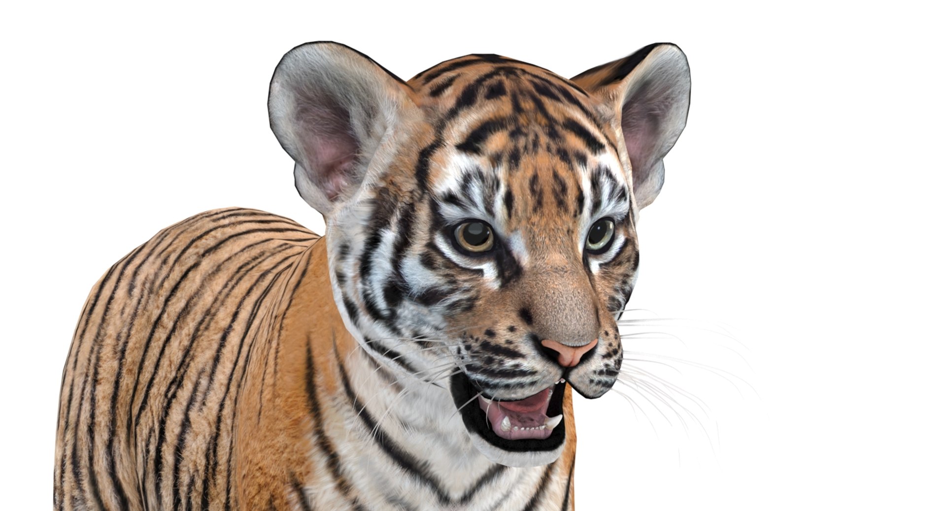 3D tiger animal mammal https://p.turbosquid.com/ts-thumb/Gb/nWqyOd/wxc7KWaq/tigercub3dmodelarnold10/jpg/1560501419/1920x1080/fit_q87/52b5b3035835fda36f135892dc50a406a1f2b302/tigercub3dmodelarnold10.jpg