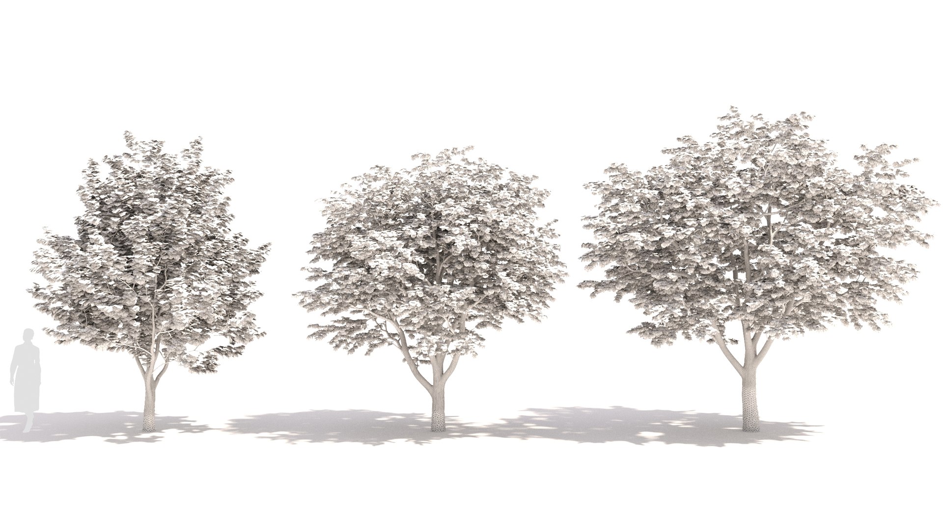 3D Sugar Maple tree model - TurboSquid 2058426