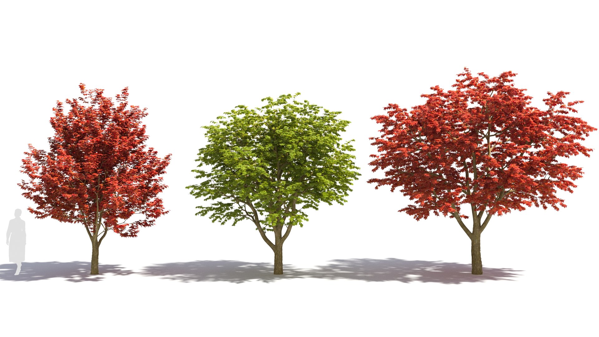 3D Sugar Maple tree model - TurboSquid 2058426