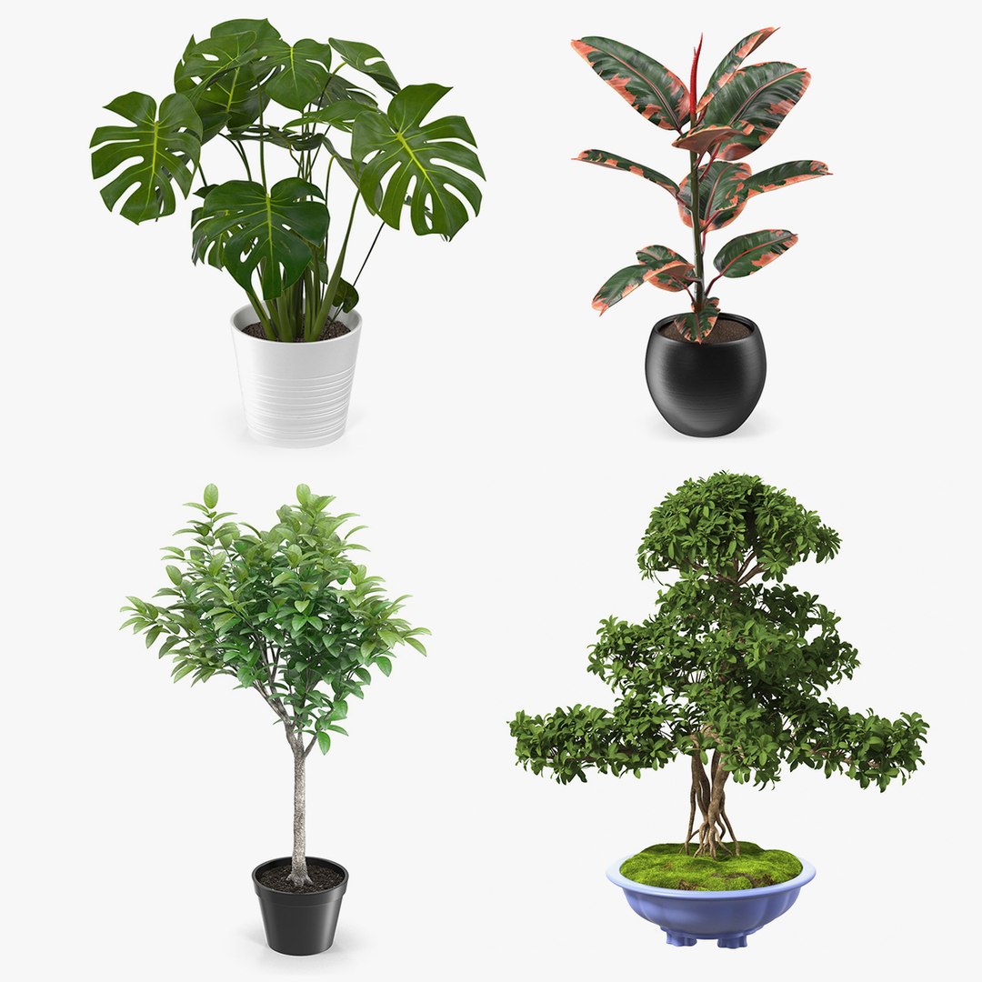 Houseplants Collection 2 3D model preview