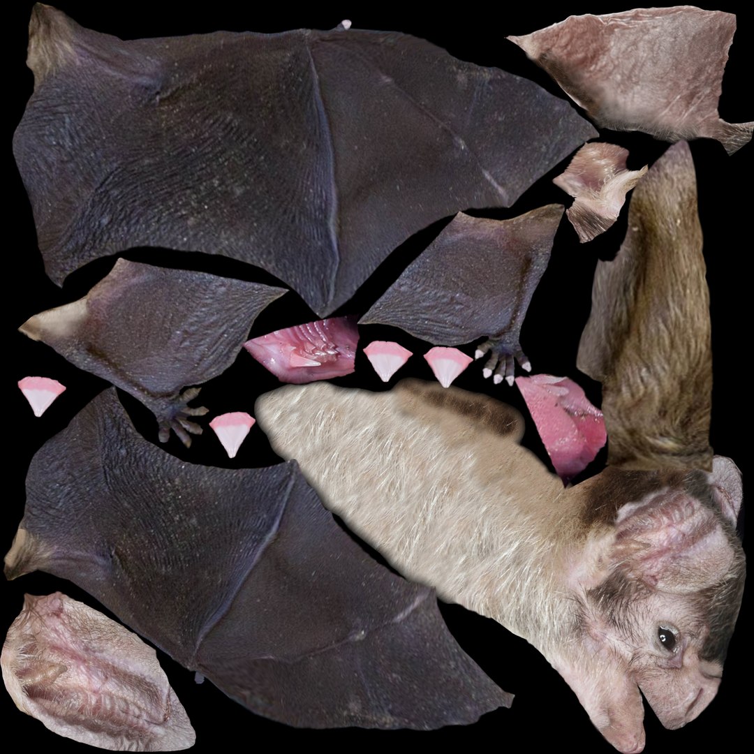 3d max vampire bat animations https://p.turbosquid.com/ts-thumb/Gc/ACrs2a/EhnU9pkG/bat_d/png/1474219208/1920x1080/fit_q87/bf9cb9d179b53ecfbcf917718e1332aca2b4f620/bat_d.jpg