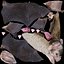 Vampire Bat Animated