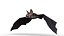 Vampire Bat Animated