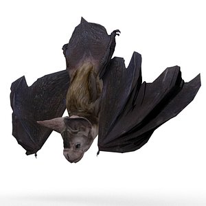 Vampire Bat Animated