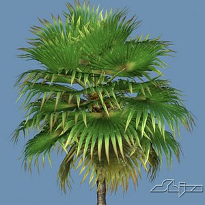 3d hi loulu fan palm model