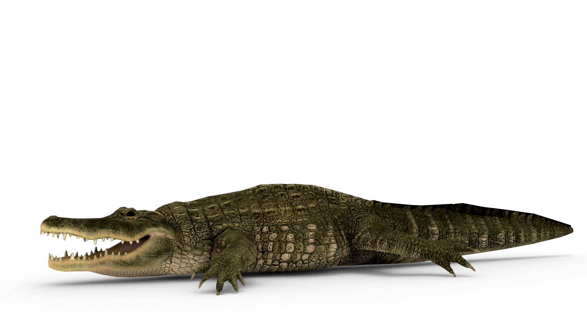 Alligator 3D Model - TurboSquid 2293784