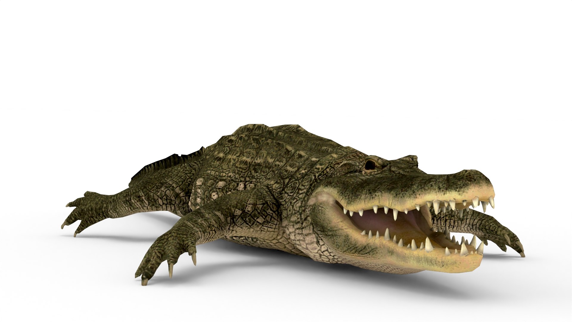 Alligator 3D Model - TurboSquid 2293784