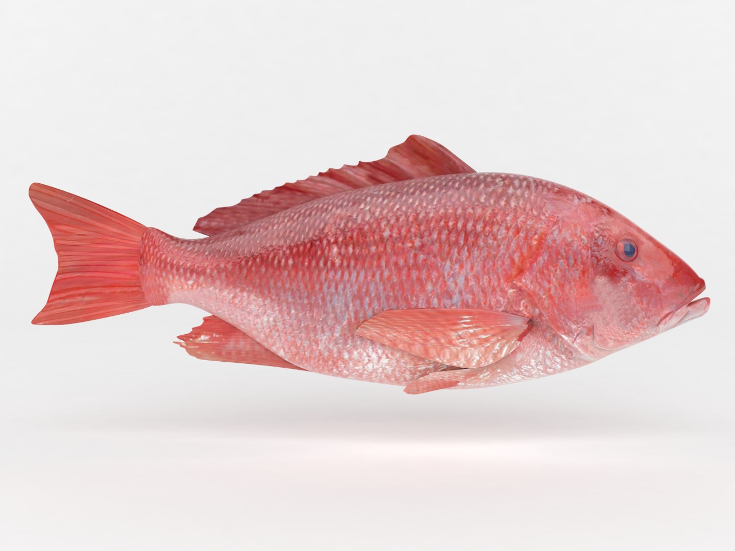 Red Snapper Fish 3D - TurboSquid 1434581