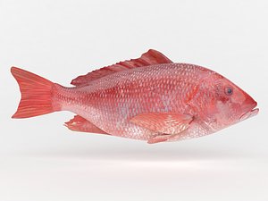 red snapper fish 3D