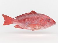 Red Snapper Fish