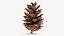 Pine Cone 02 3D model