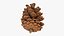 Pine Cone 02 3D model