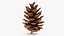 Pine Cone 02 3D model