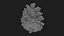 Pine Cone 02 3D model