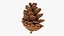 Pine Cone 02 3D model