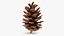 Pine Cone 02 3D model