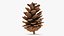 Pine Cone 02 3D model