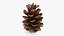 Pine Cone 02 3D model