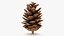 Pine Cone 02 3D model